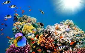 Our Coral Reefs are Dying!