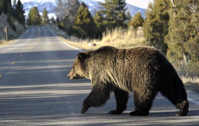 Massive Grizzly Bear Collision Comencing